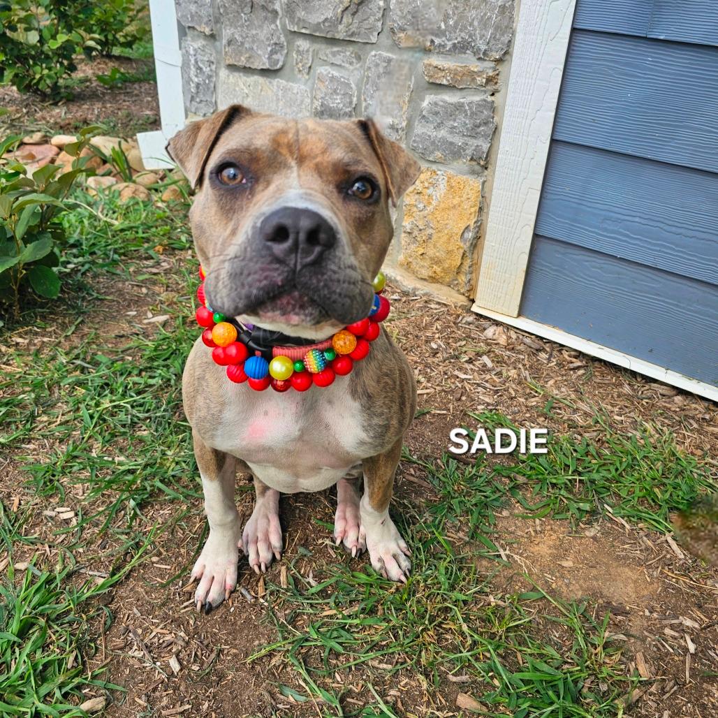 Sadie