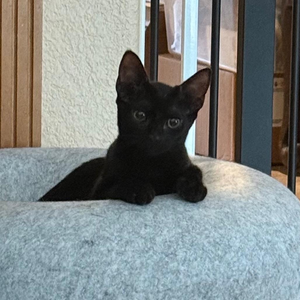 Jaden (cat café adoption)