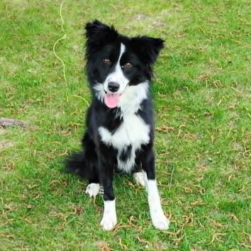 Bella