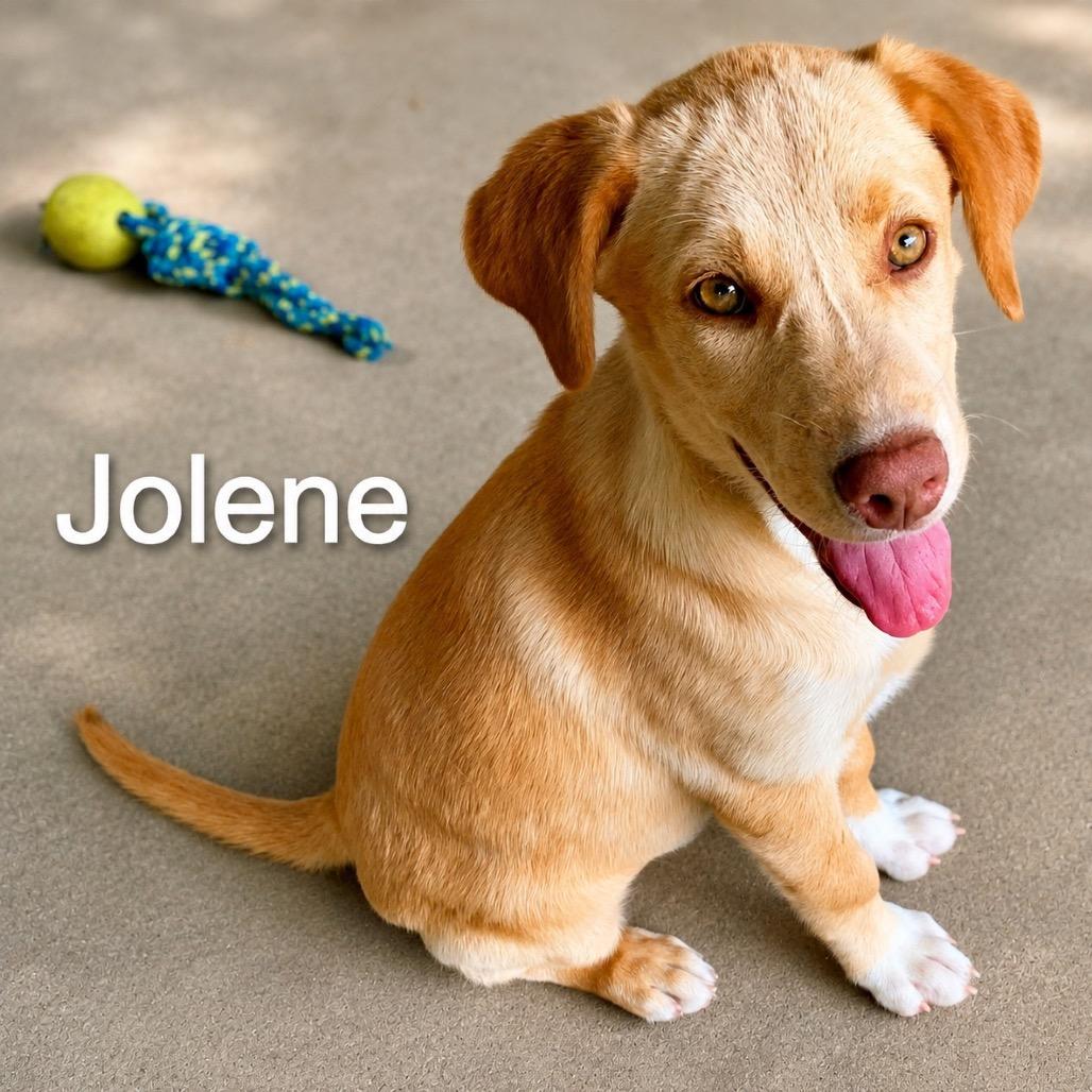Jolene