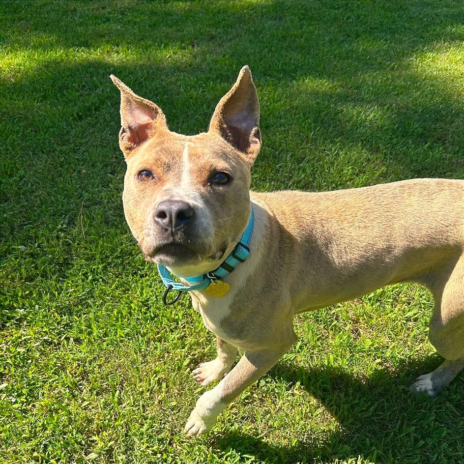 Pibbles