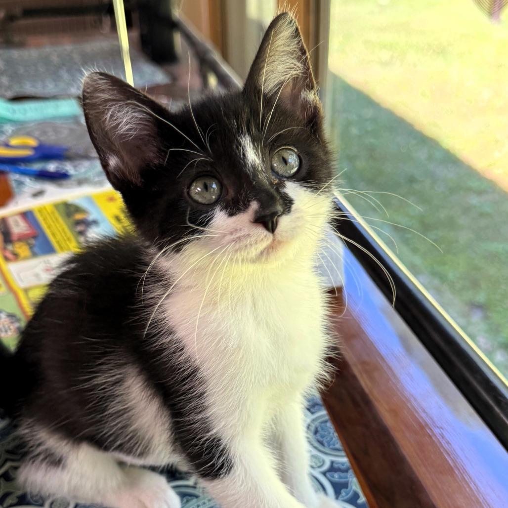 Chloe