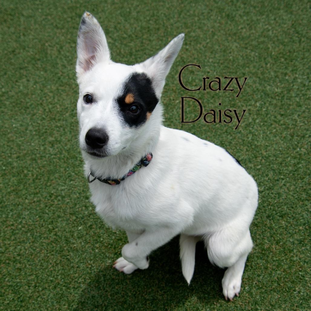 Crazy Daisy 