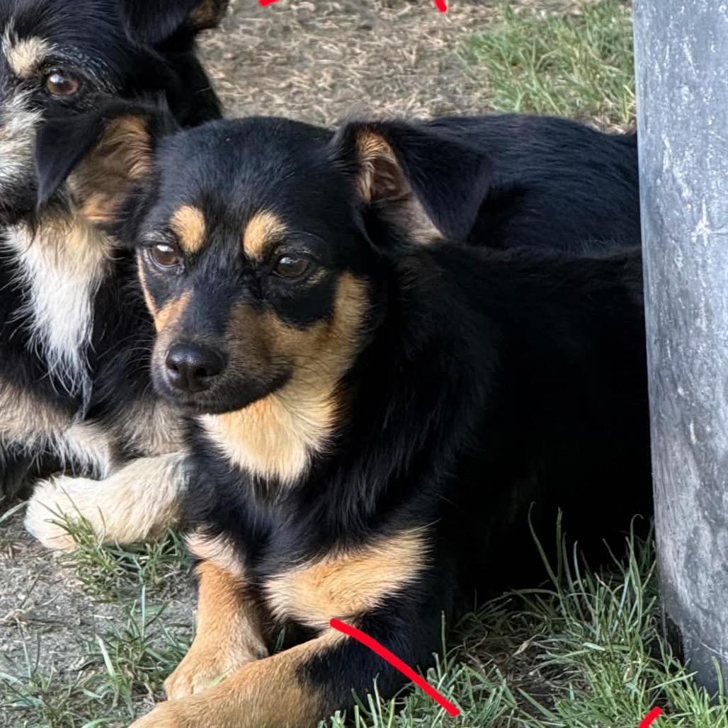Hope (bonded pair with Luna)