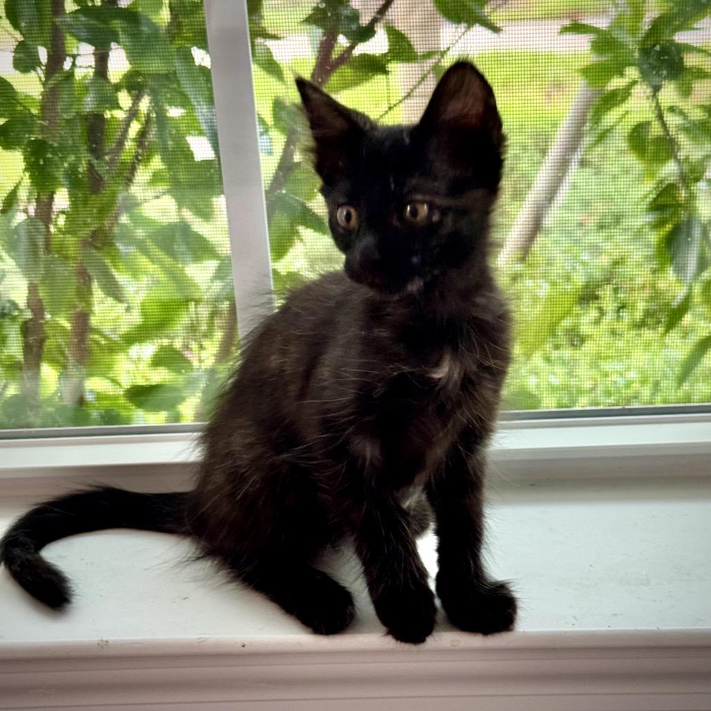 Sophie