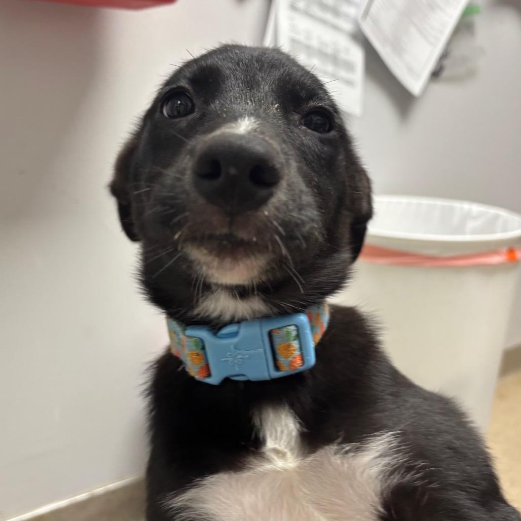 Pepper