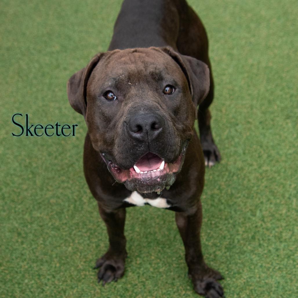 Skeeter