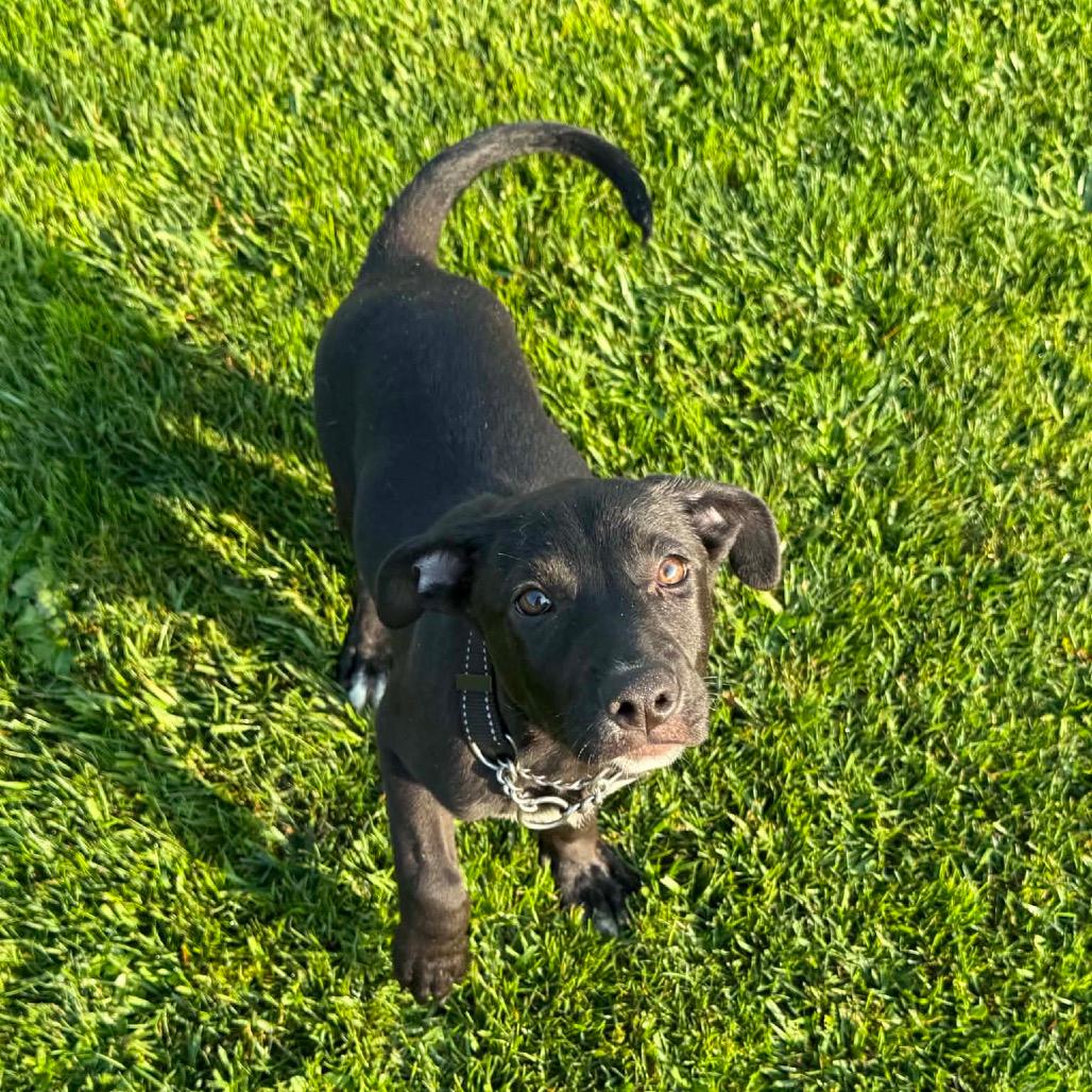 Indy