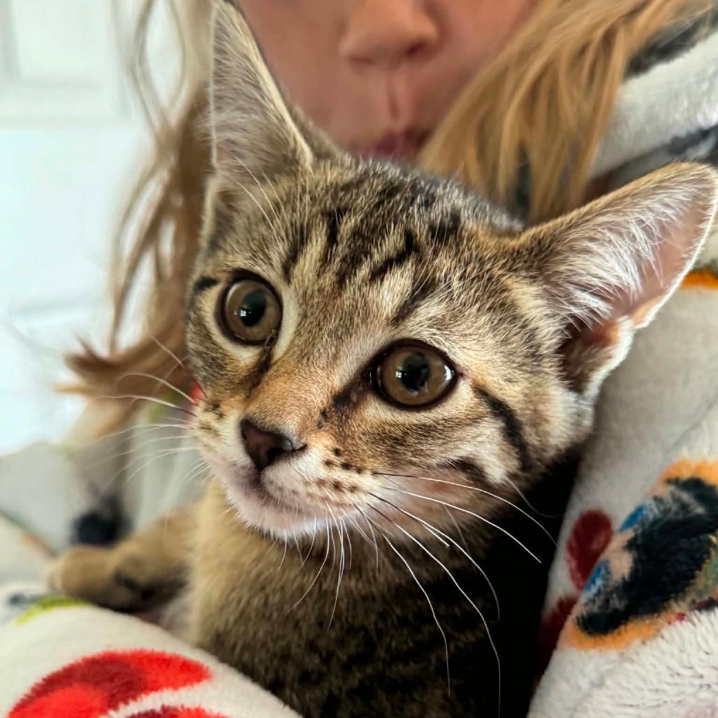 Baily kitten 3