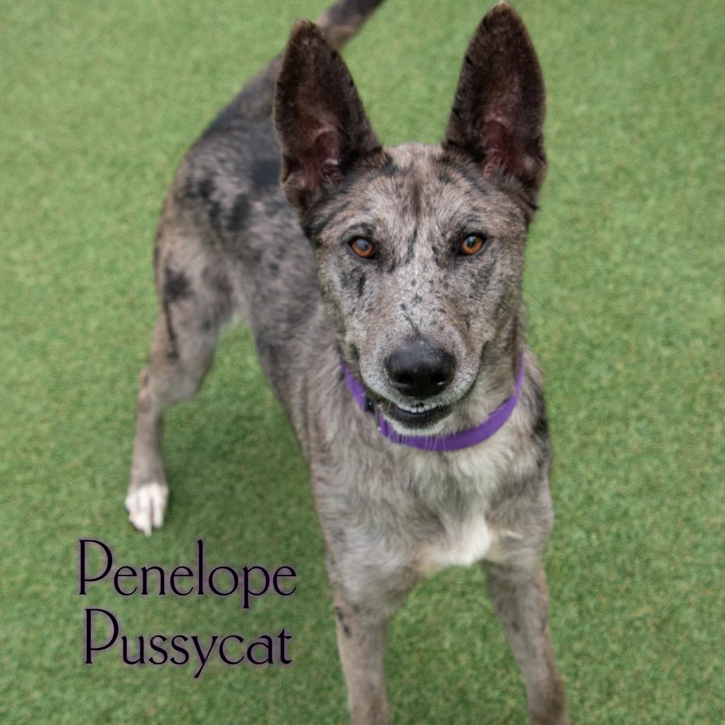 Penelope Pussycat 