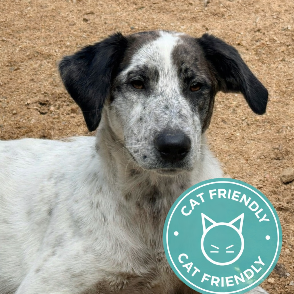 CT Athena avail Jul 18 (Petco- Enfield, CT)