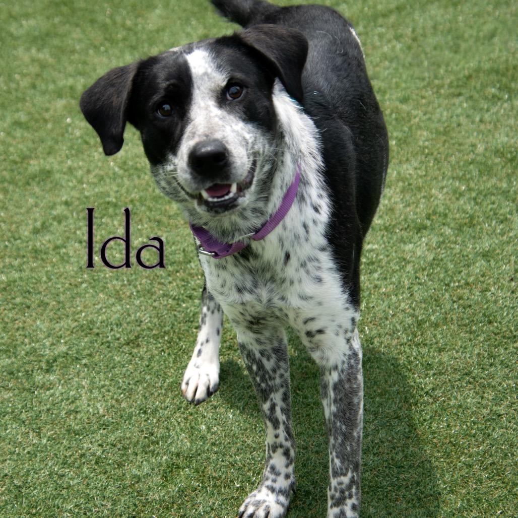 Ida 