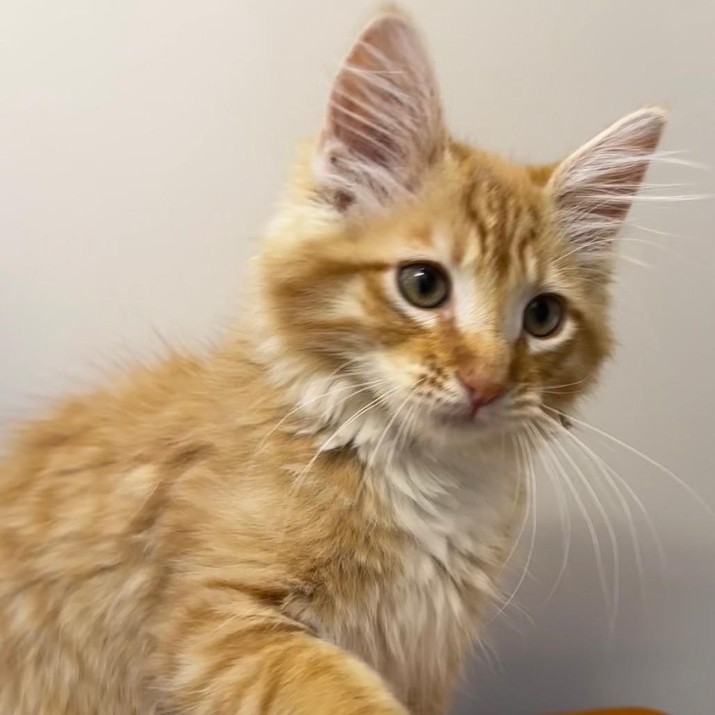 Persimmon (Tan Collar)
