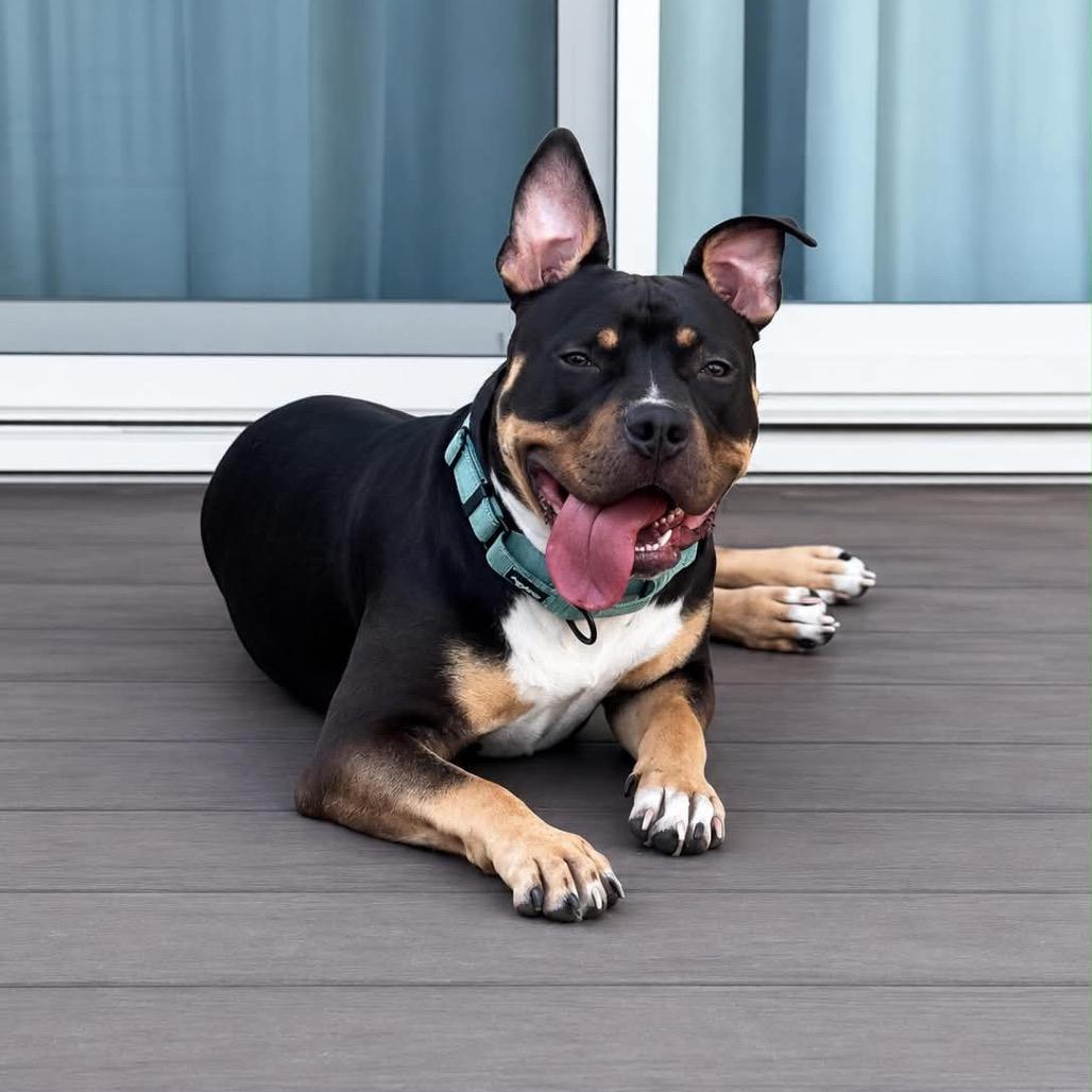 PJ