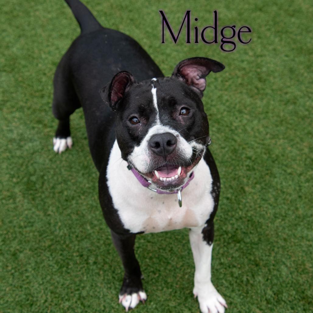 Midge