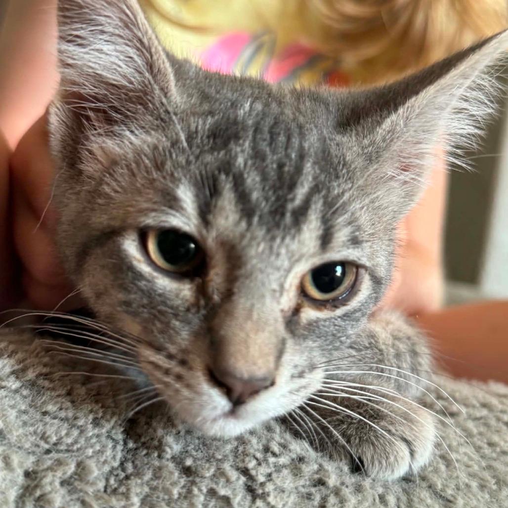 Baily kitten 2