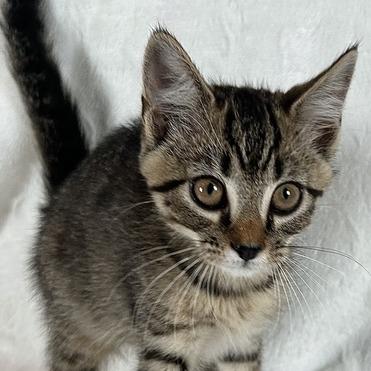 Sokka