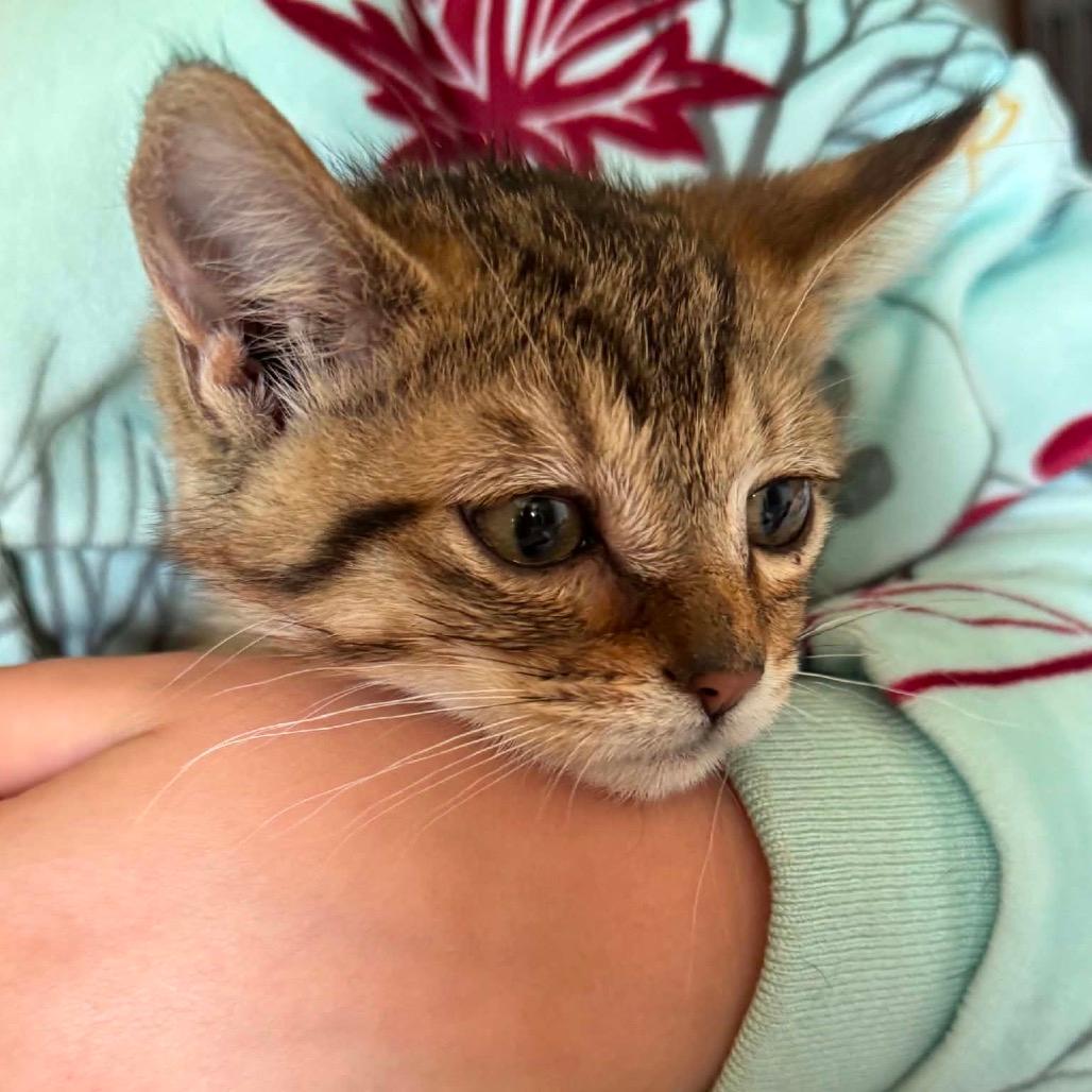 Baily kitten 1