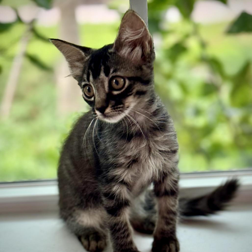 Elsie