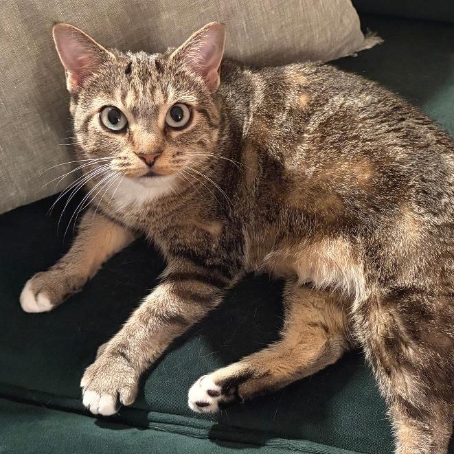 Miss Kitty-In Foster