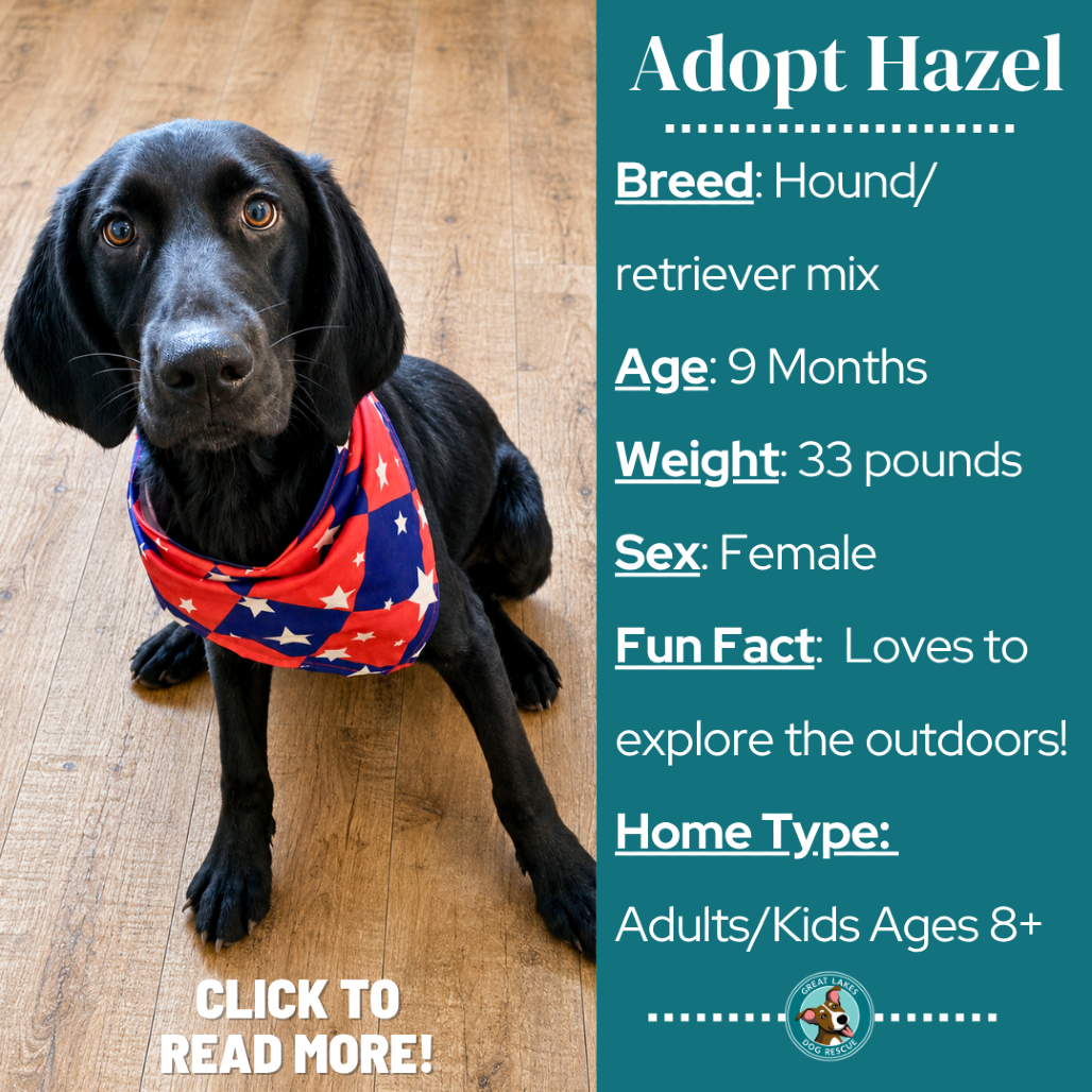 Hazel