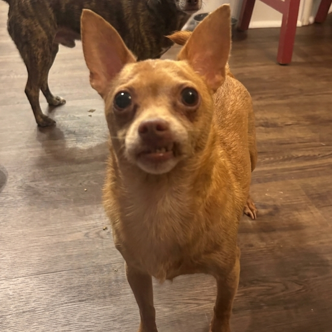 Twinkie
