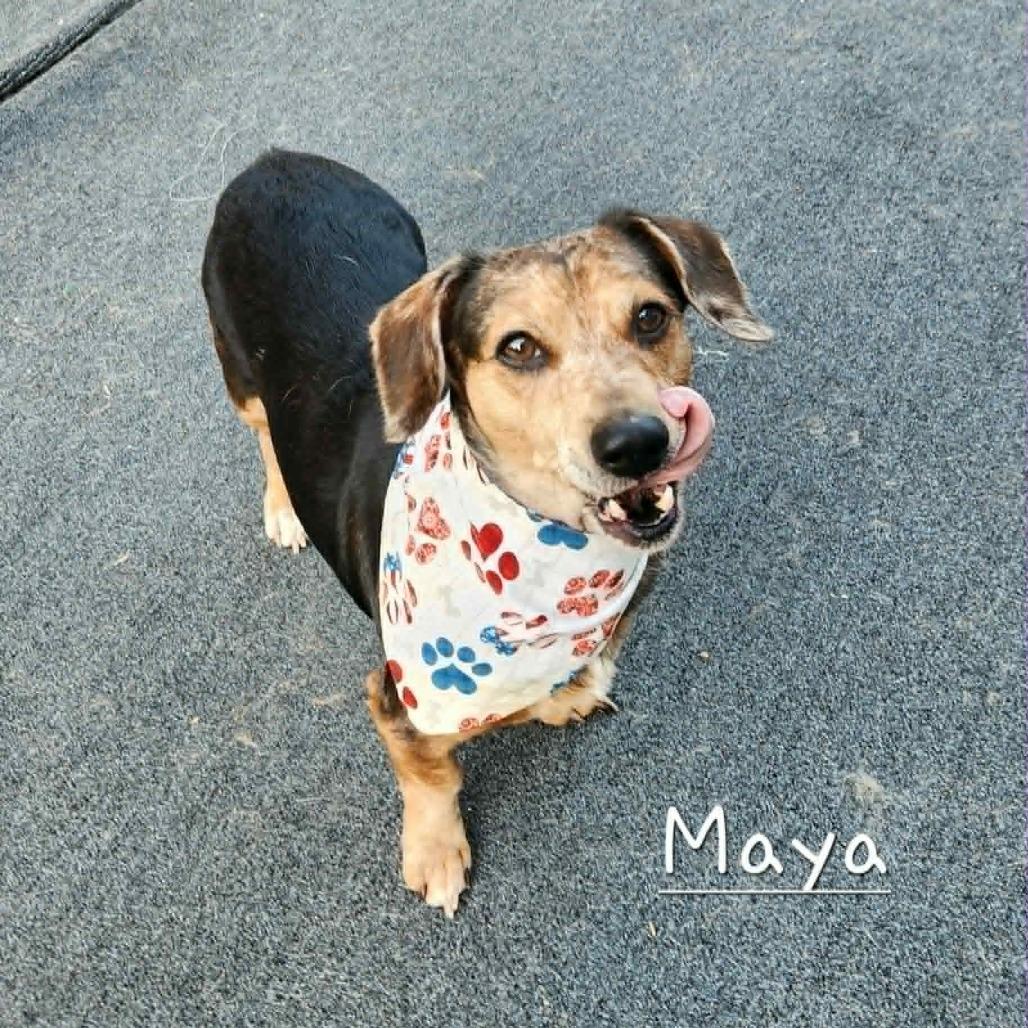 Maya