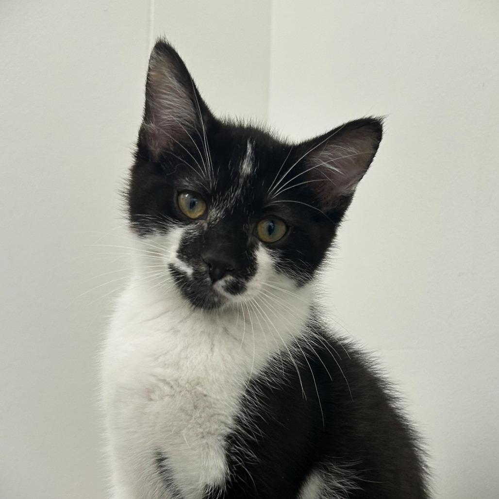 Oreo