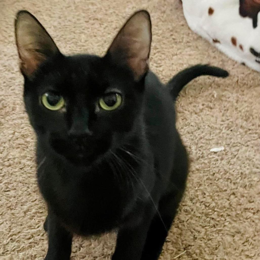 Penelope