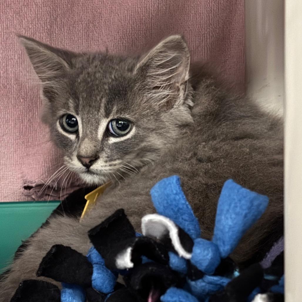 Willow - Tiny Spirit Kitten