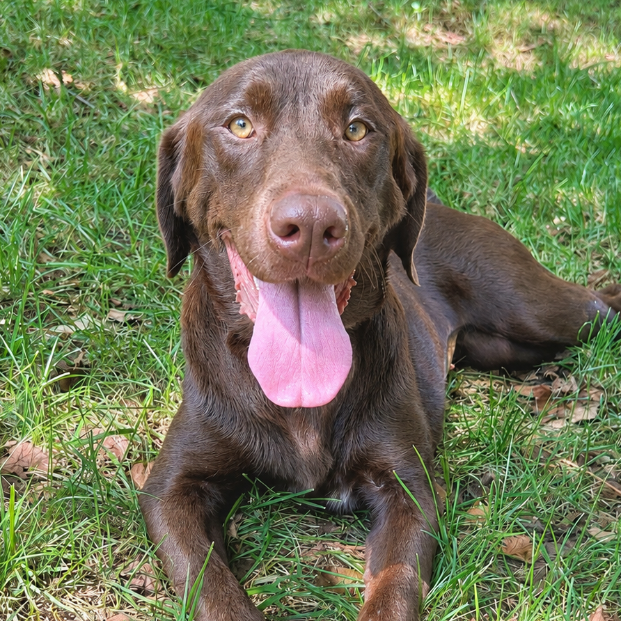 Kahlua Chatham