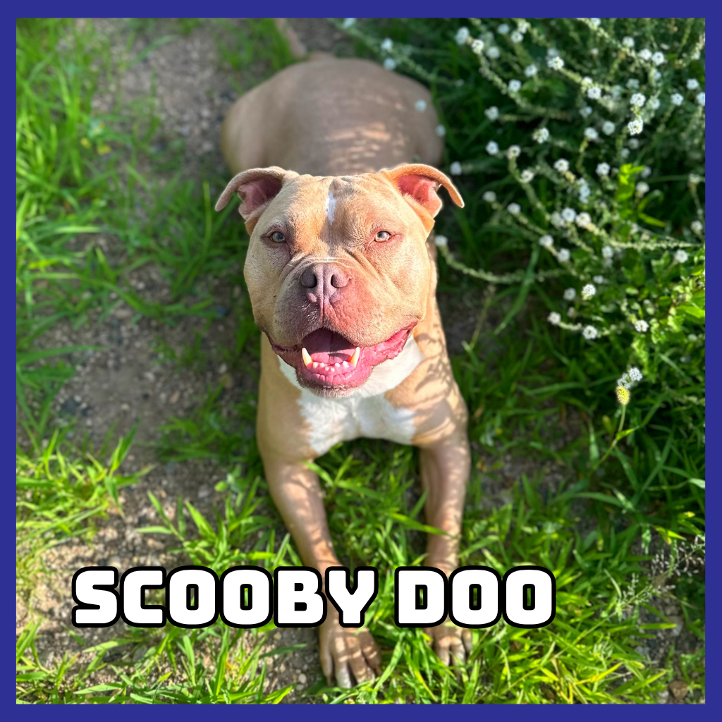 Scooby Doo