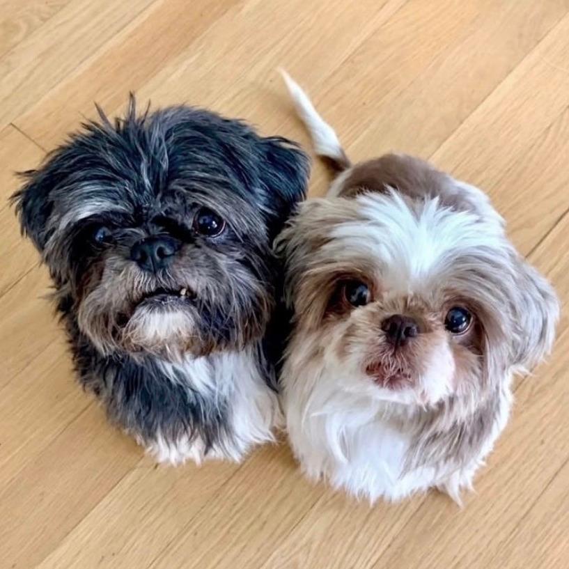 Layla & Bailey Boy