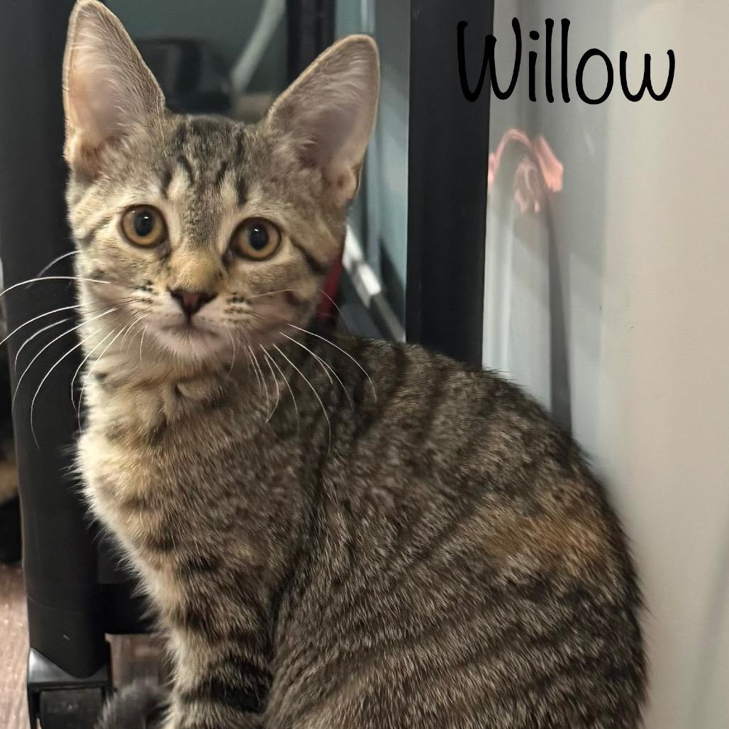Willow