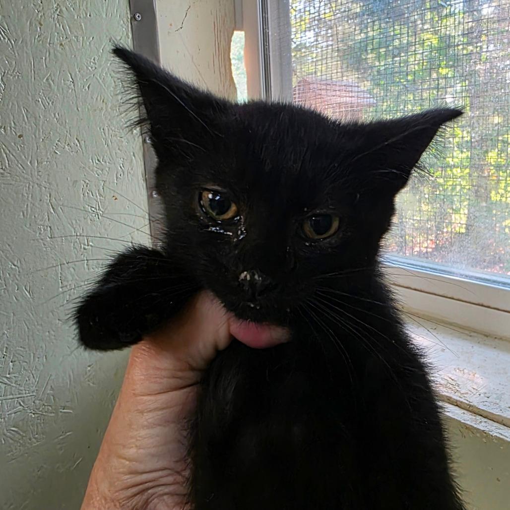 Grimm