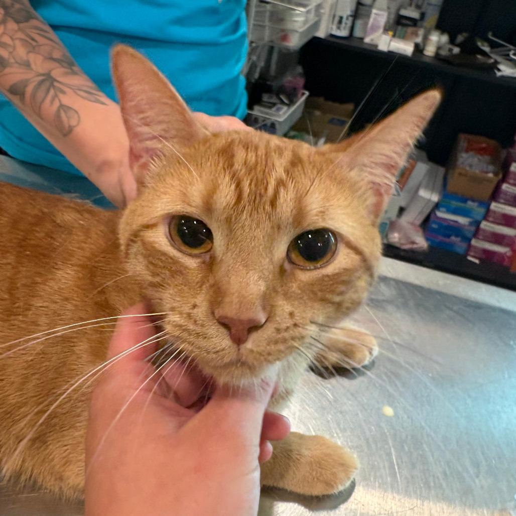 Cheez-It (Bonded with Goldfish)