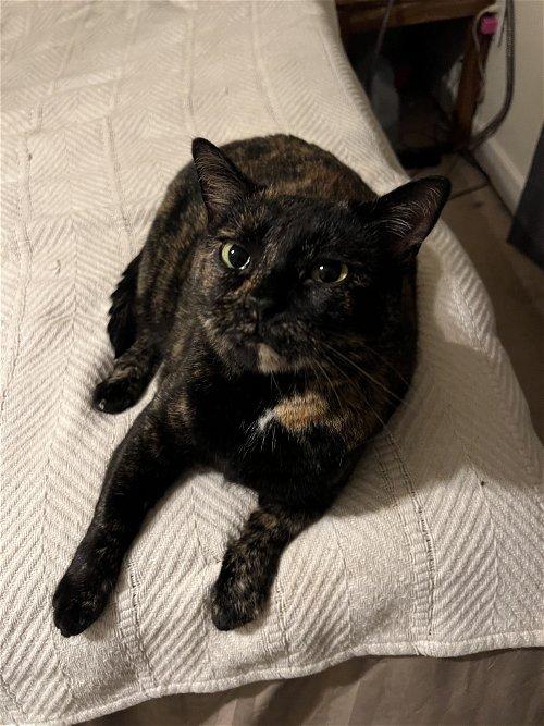 Adoptable Cats & Kittens in Winstonsalem, NC