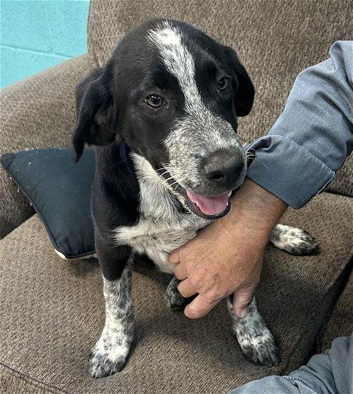 Adoptable Dogs & Puppies in Kingsport, TN