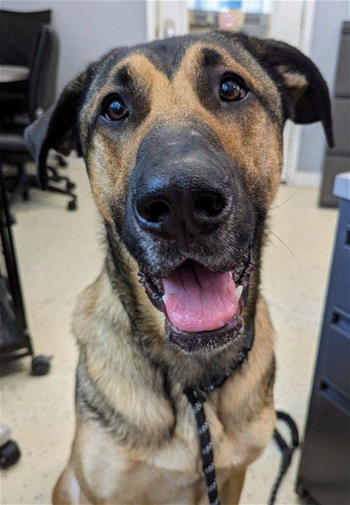 Adoptable Dogs & Puppies in Grand Rapids, MI