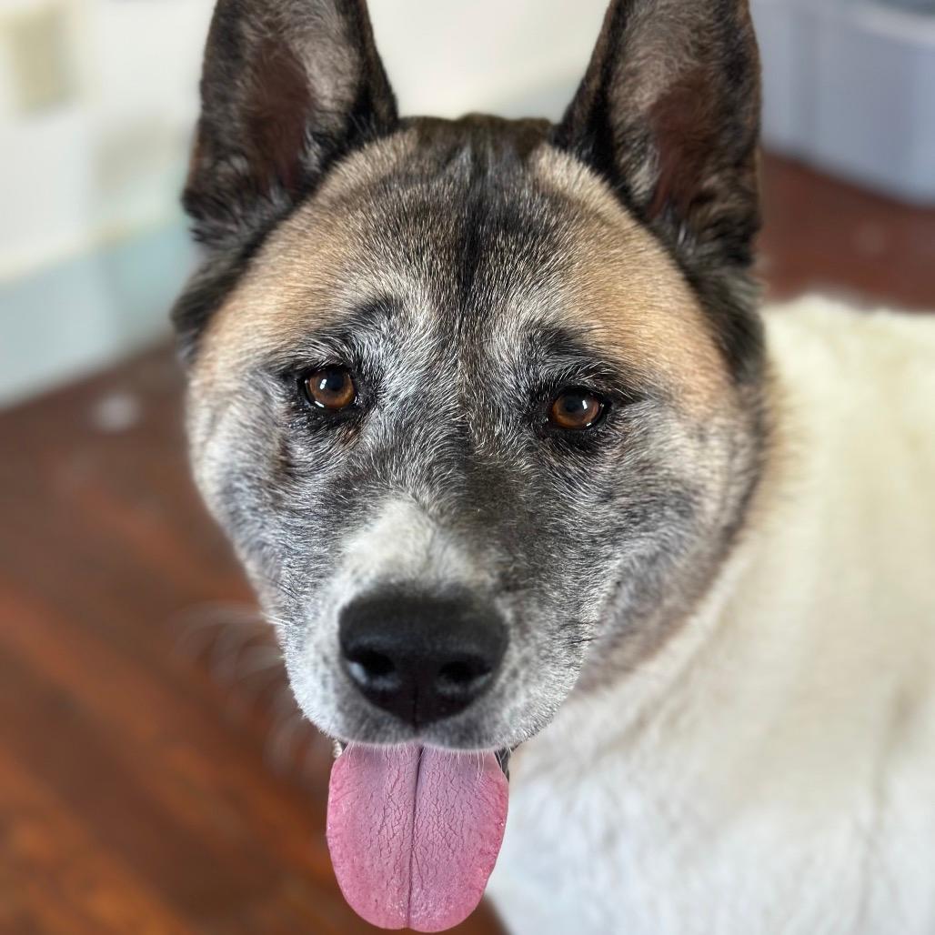 Mochi