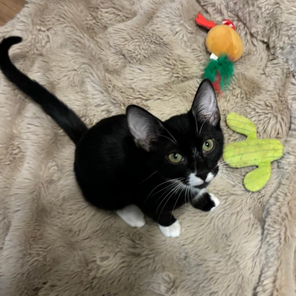 Bok Choy