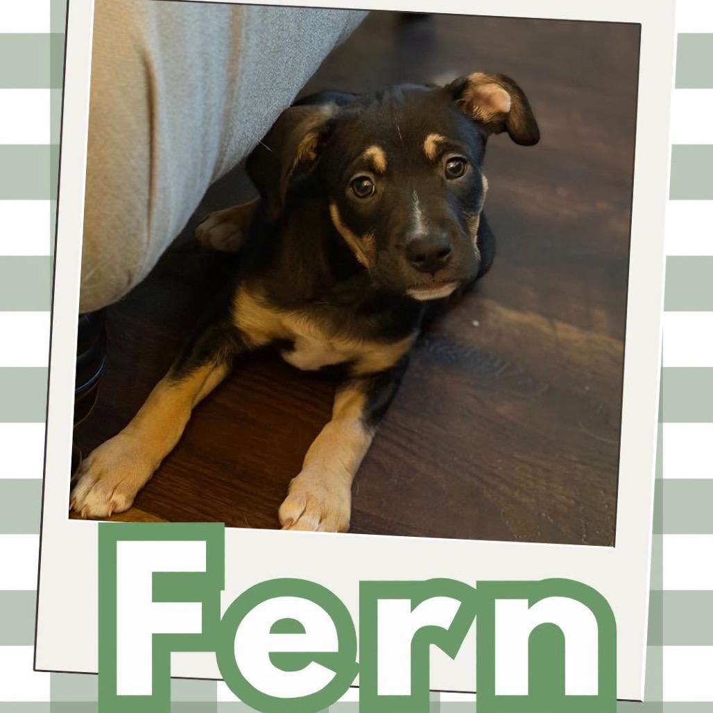 Fern
