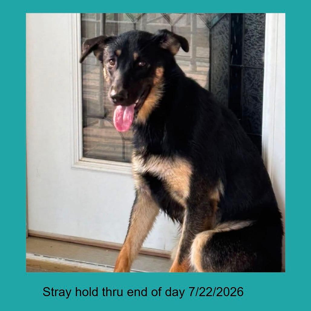 SHIA-Stray-2939