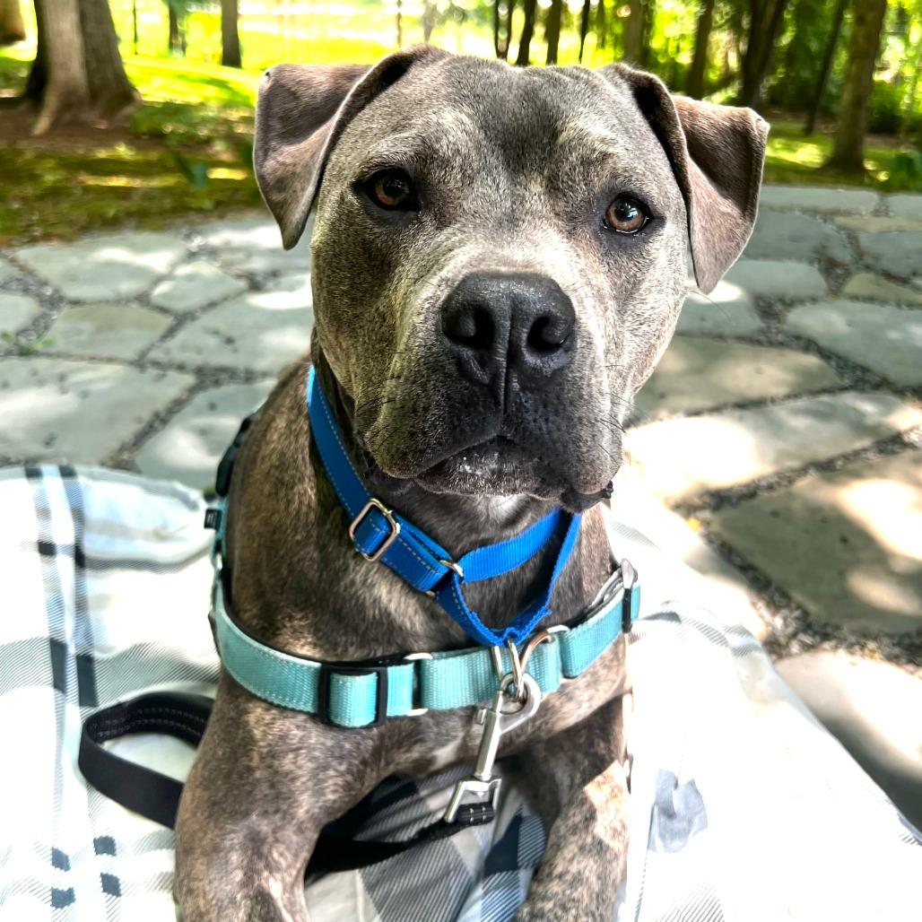 Carter *Foster to Adopt Me!