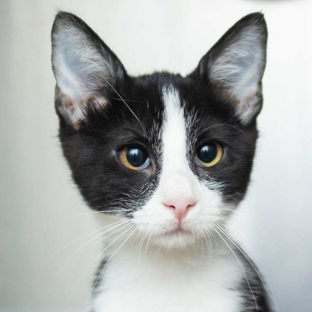 Figaro