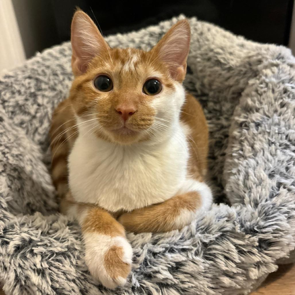 Sweet Potato