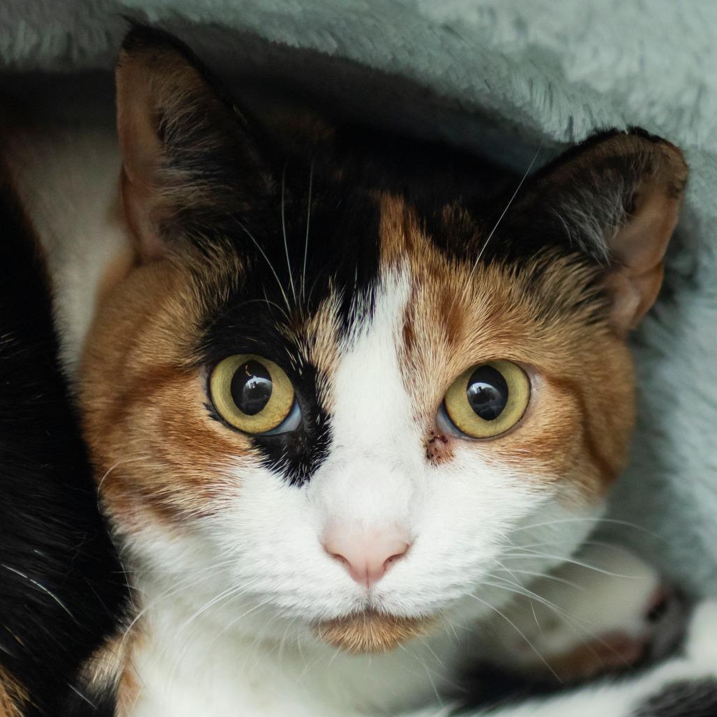 Gracie