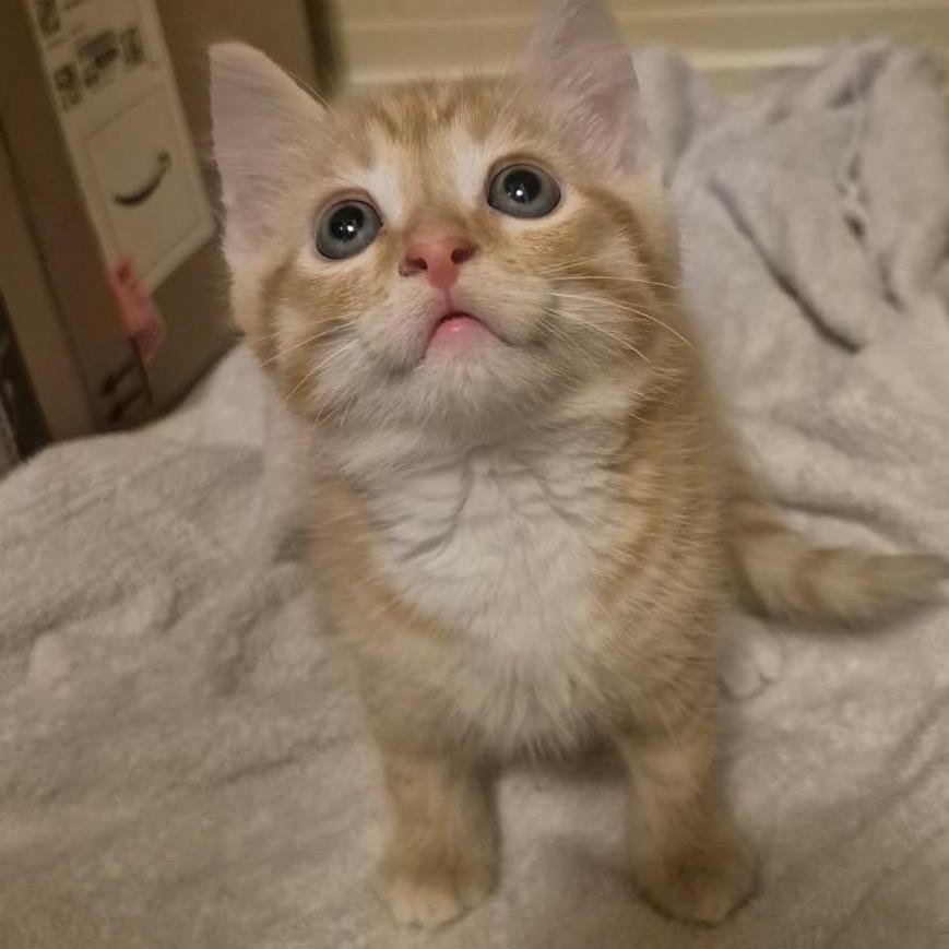 M-Kittens 1