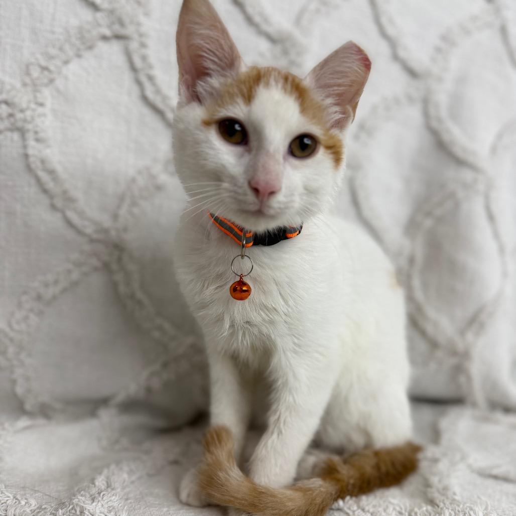 Queso