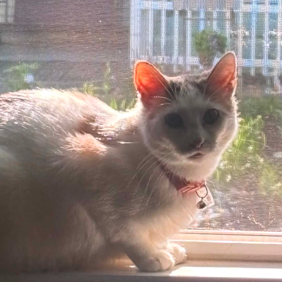 Mochi